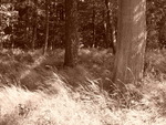 p1000251.jpg