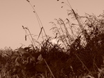 p1000255.jpg