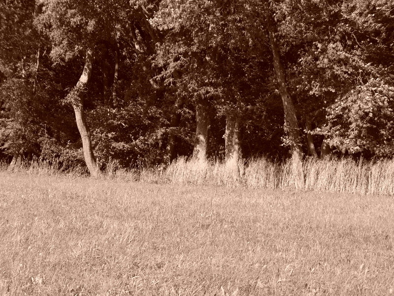 p1000247.jpg