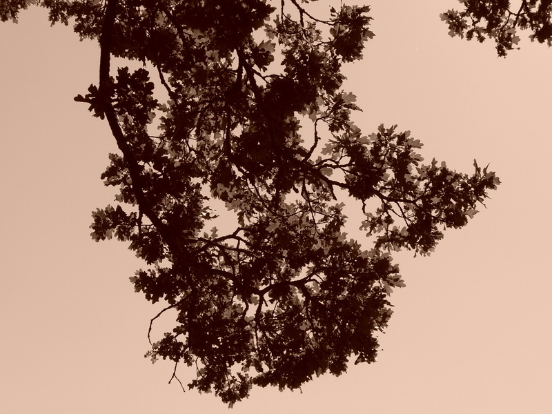 p1000254.jpg